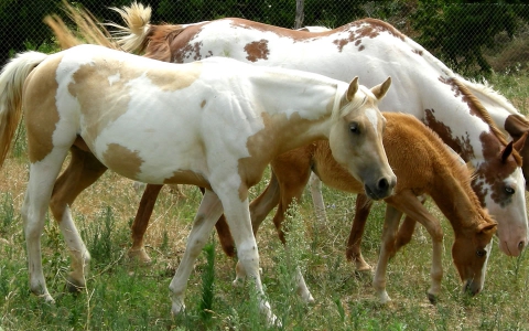 Aparença externa, biologia i conformació del cavall